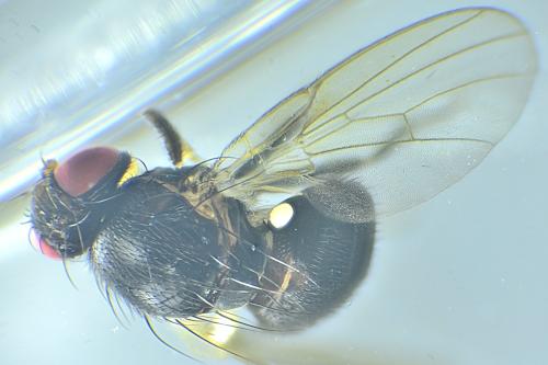 Agromyza sp.